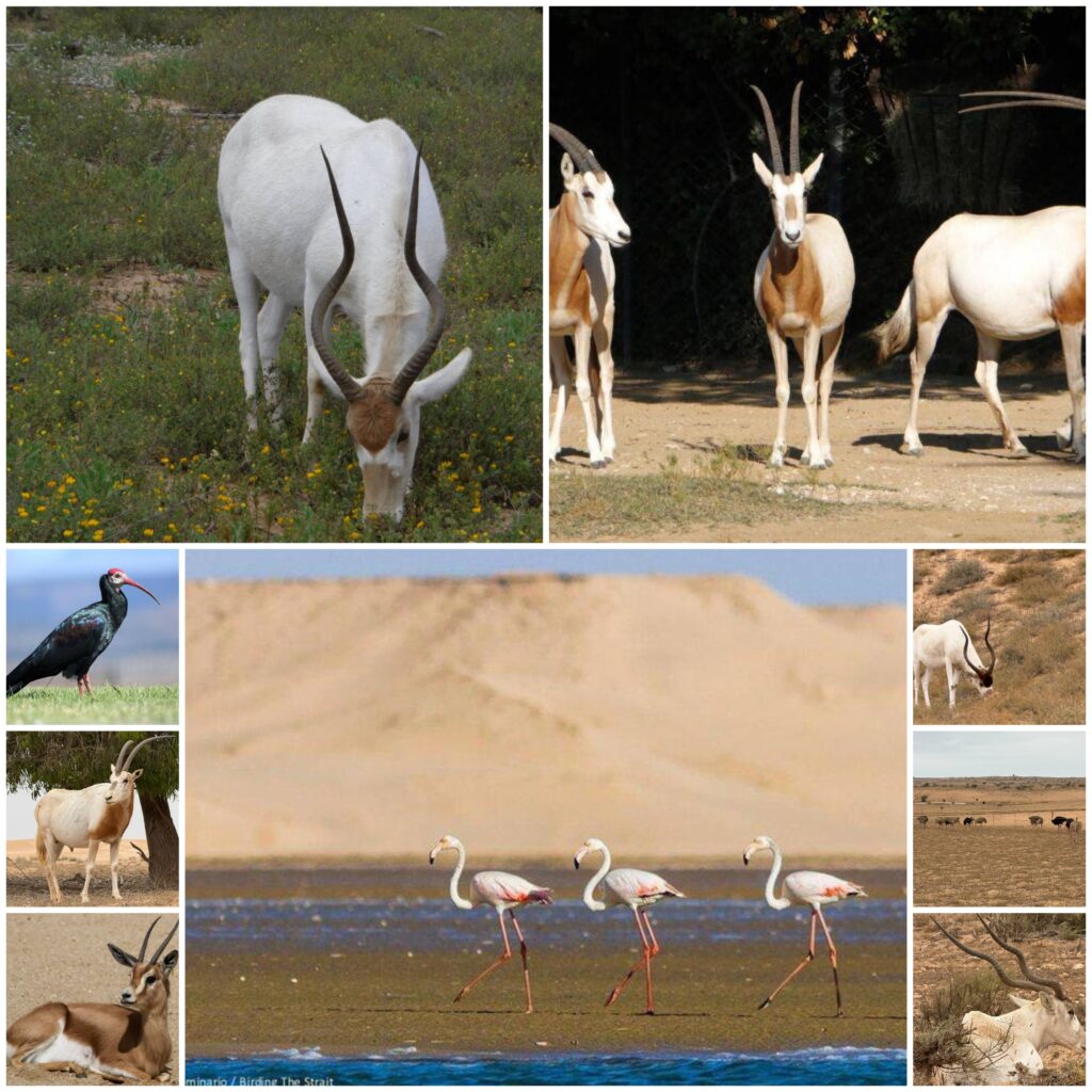 Souss-Massa National Park Excursion from Agadir