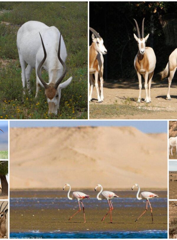Souss-Massa National Park Excursion from Agadir
