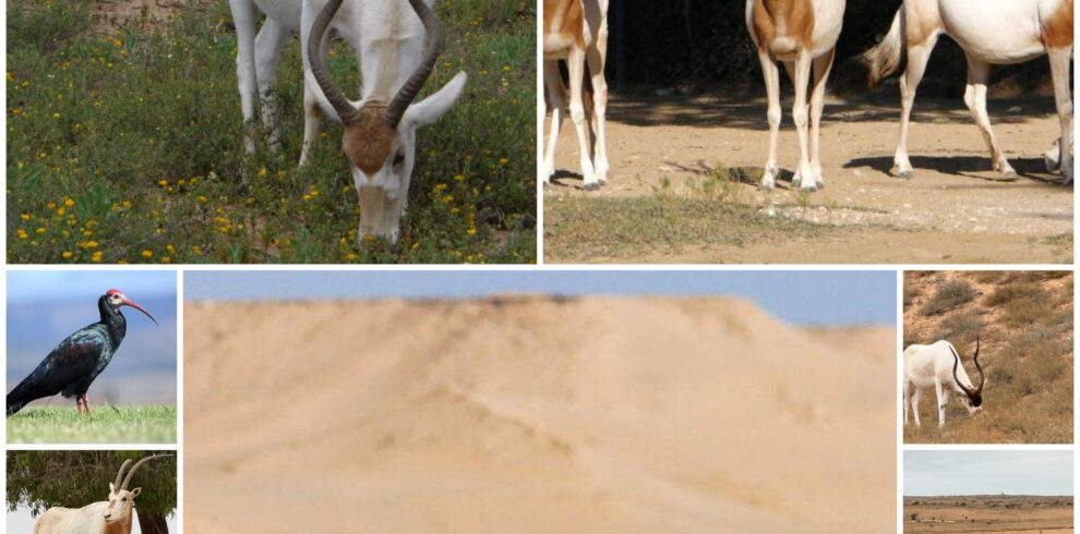 Souss-Massa National Park Excursion from Agadir