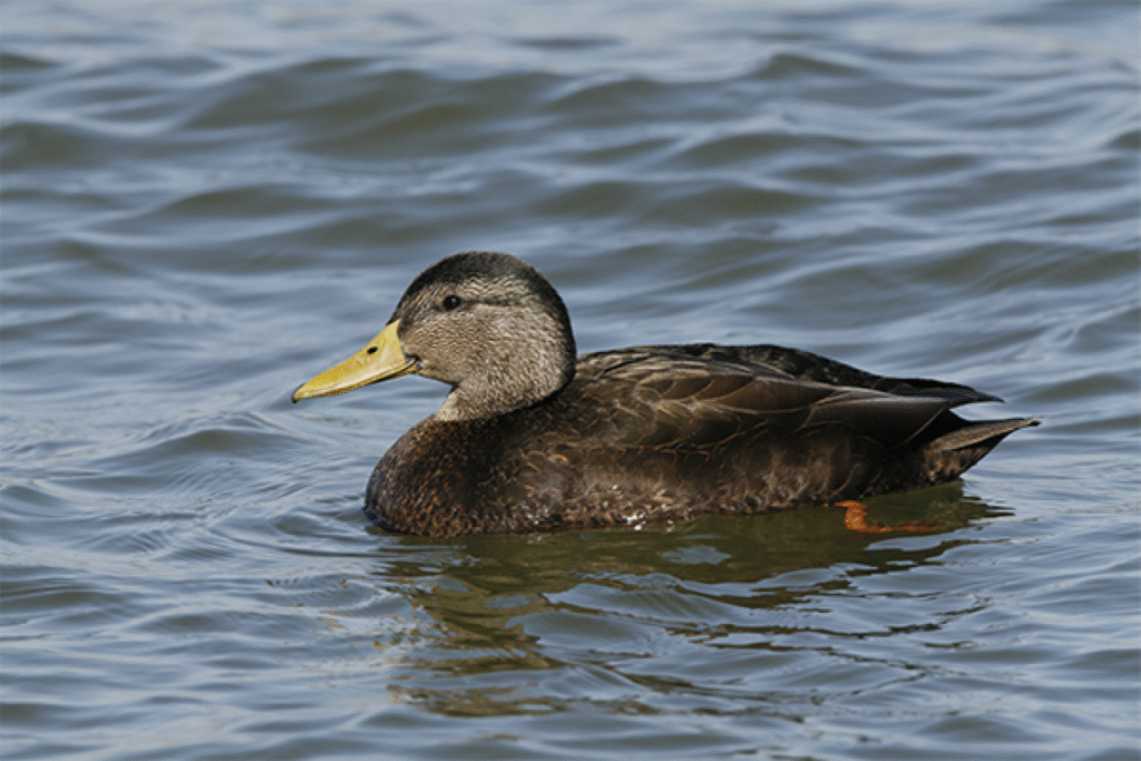 Birdwatching tour in agadir