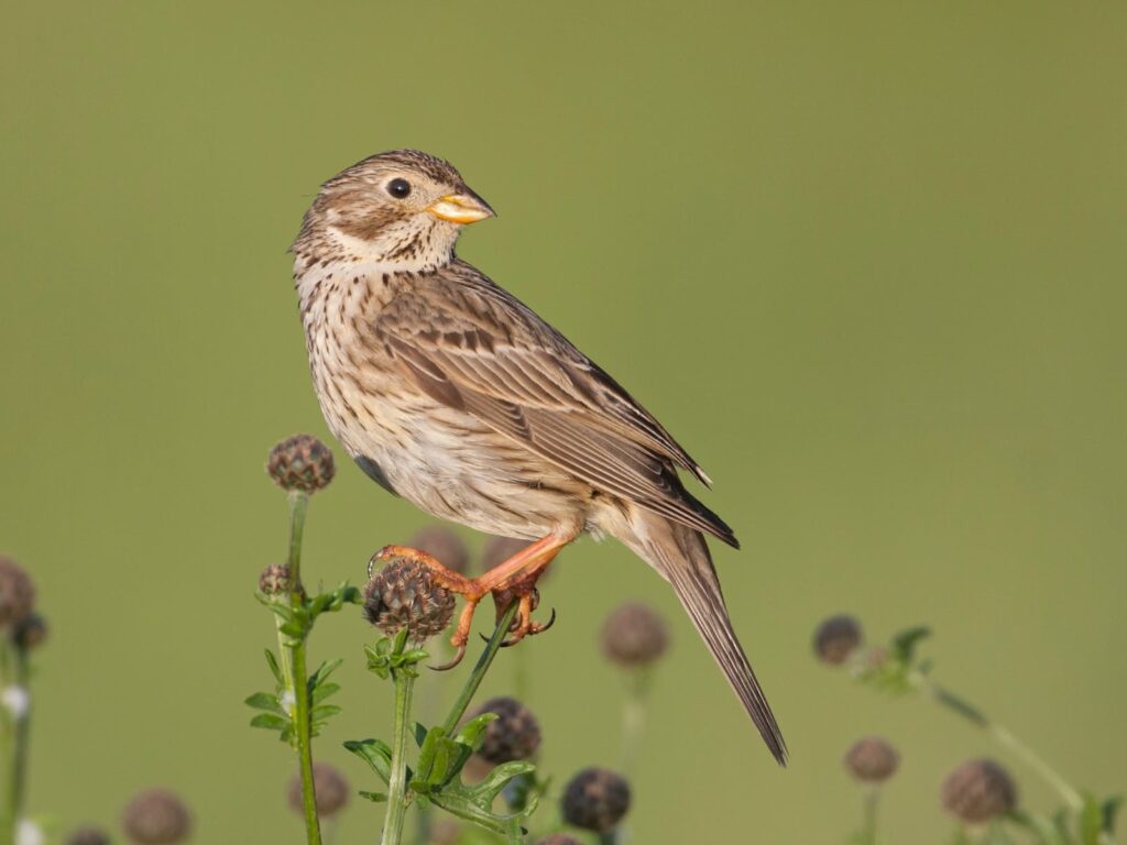 Birdwatching tour in agadir
