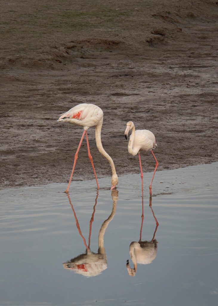 Birdwatching tour in agadir