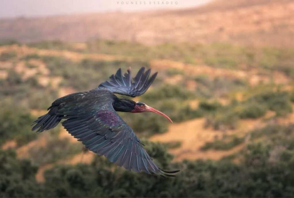 Birdwatching tour in agadir