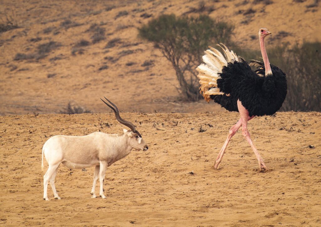 Souss-Massa National Park from Agadir.