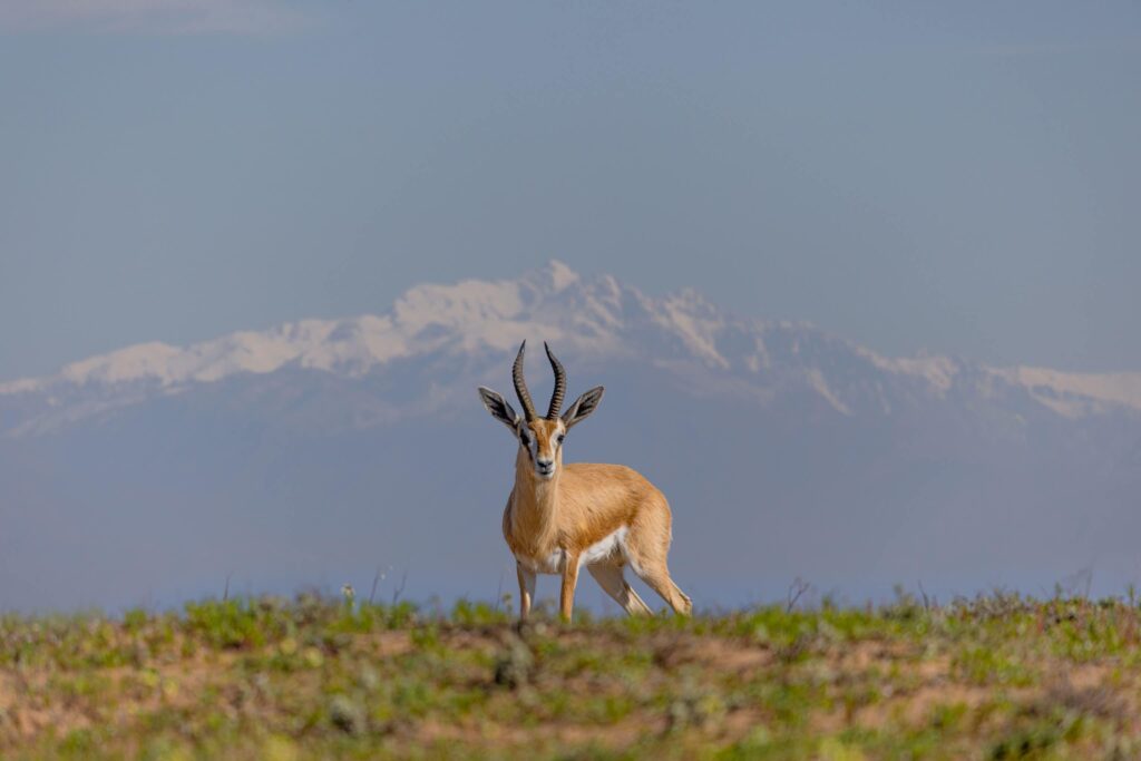 Souss-Massa National Park from Agadir.