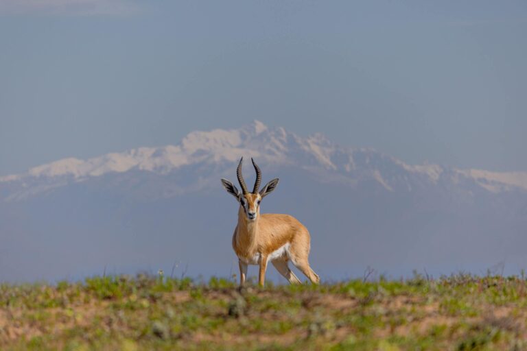 Souss-Massa National Park from Agadir.