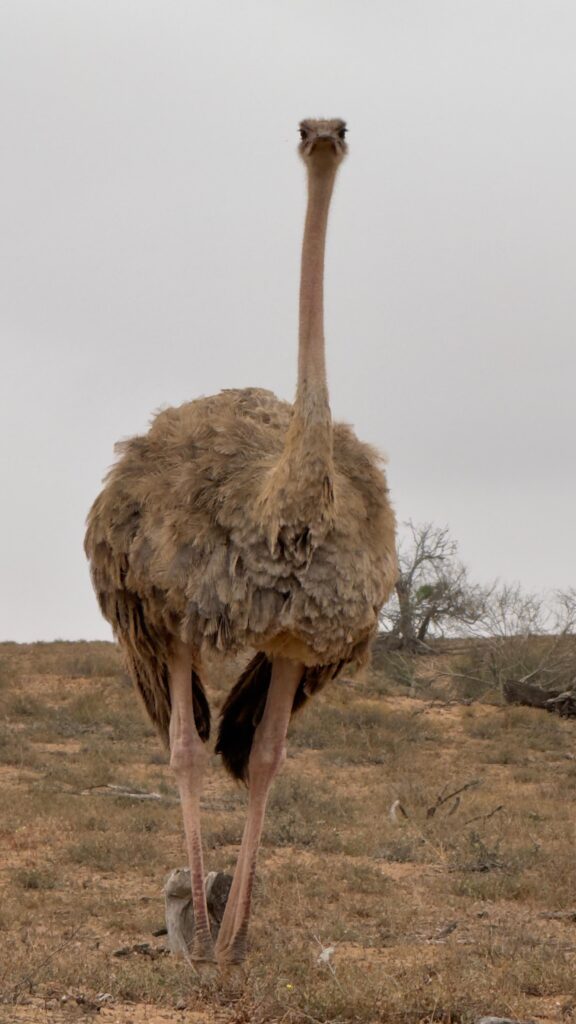 Souss-Massa National Park from Agadir.